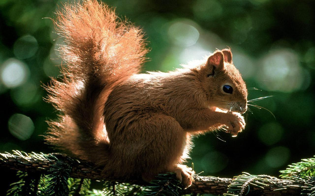 Squirrel sitting branch forest nature free wallpaper - medium preview image