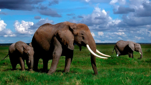 Elephants green field cloudy sky #2 free wallpaper - medium preview image