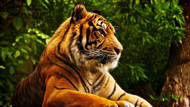 Tiger sitting grass tree forest free wallpaper - medium preview image
