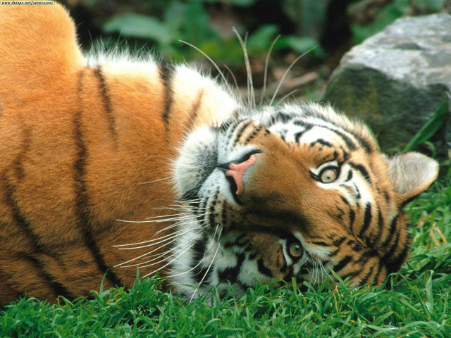 Tiger laying back grass head free wallpaper - medium preview image