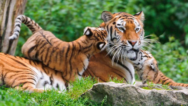 Tigers playing grass tree rocks free wallpaper - medium preview image