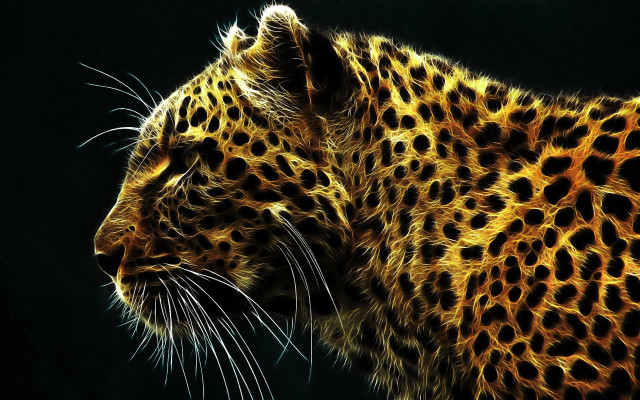 Leopard closeup black background yellow free wallpaper - medium preview image