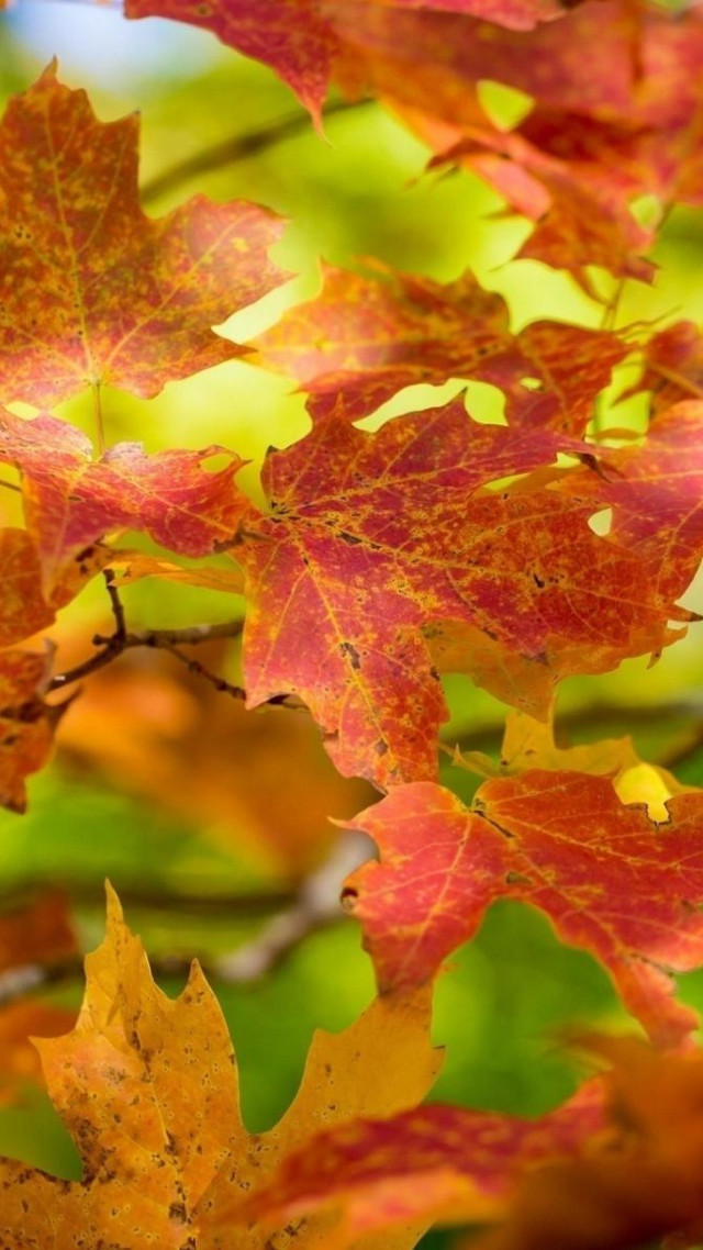 Falling leaves autumn tree blurry free wallpaper - medium preview image