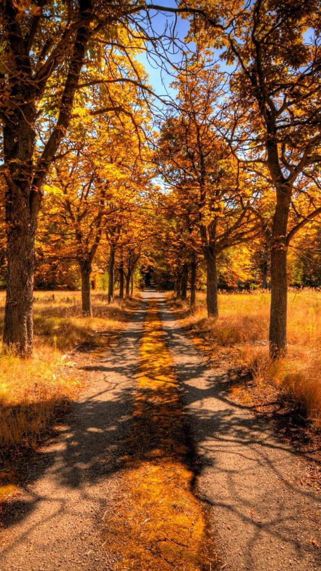 Dirt road yellow leaves blue #2 free wallpaper - medium preview image