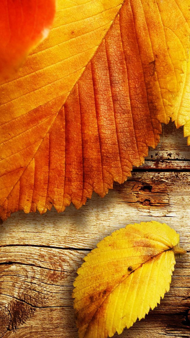 Yellow leaf wooden surface red free wallpaper - medium preview image