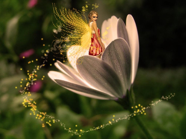 Flower fairy field bokeh detailed free wallpaper - medium preview image