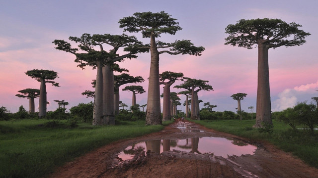 Dirt road trees water puddles free wallpaper - medium preview image