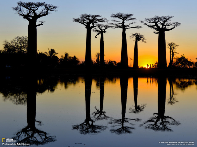 Sunset trees water foreground nature free wallpaper - medium preview image