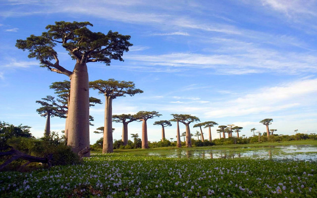 Trees field water flowers background free wallpaper - medium preview image