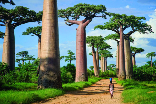 Person walking dirt road tall free wallpaper - medium preview image