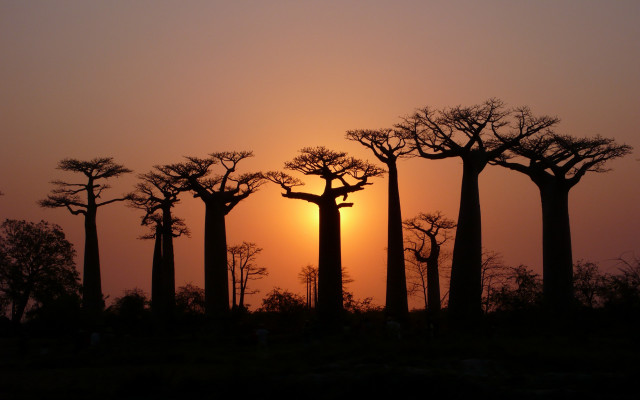 Sunset trees people background silhouette free wallpaper - medium preview image