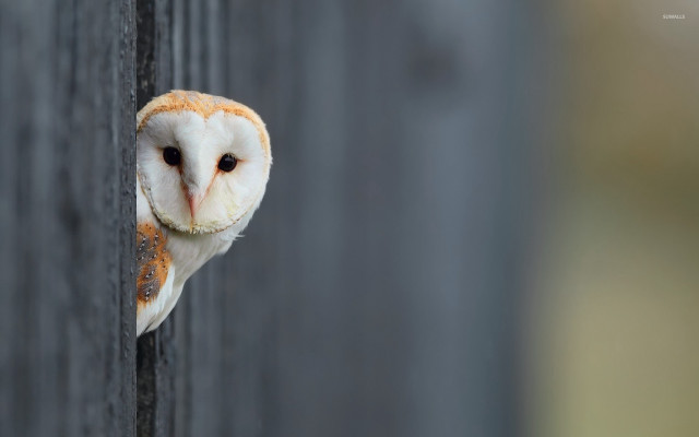 Barn owl peeking fence post free wallpaper - medium preview image