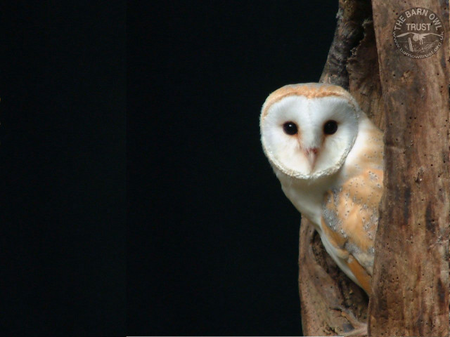 Barn owl tree branch enclosure free wallpaper - medium preview image