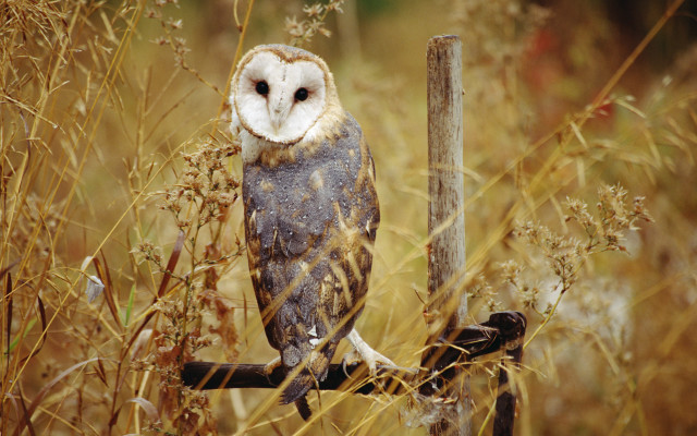 Barn owl perched branch field free wallpaper - medium preview image