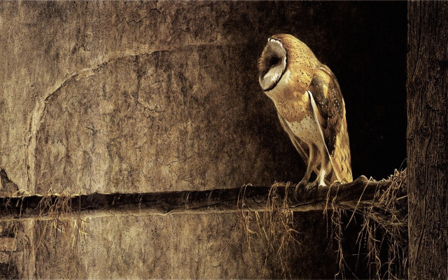 Bird sitting ledge eyes closed free wallpaper - medium preview image