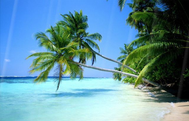 Palm tree beach clear water #5 free wallpaper - medium preview image