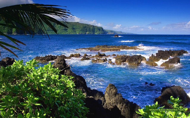 Rocky beach palm tree boat free wallpaper - medium preview image