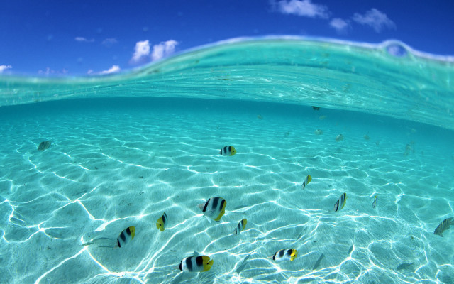 Fish swimming clear blue ocean #6 free wallpaper - medium preview image