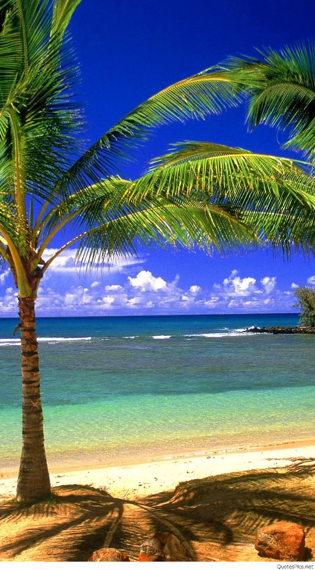 Palm tree beach blue sky #22 free wallpaper - medium preview image