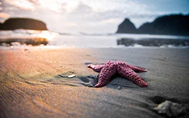 Starfish beach sun rock foreground free wallpaper - medium preview image