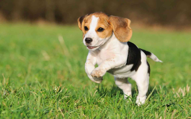 Small dog running field grass free wallpaper - medium preview image