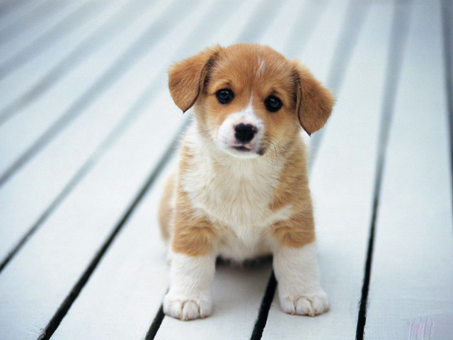 Puppy sitting wooden deck sad free wallpaper - medium preview image