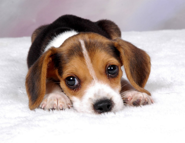 Puppy lying white blanket sad free wallpaper - medium preview image