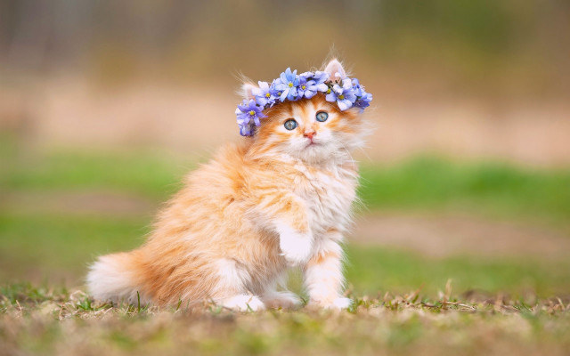 Kitten flower crown grass blurry free wallpaper - medium preview image
