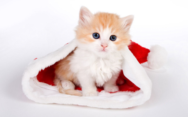 Kitten santa hat white background free wallpaper - medium preview image