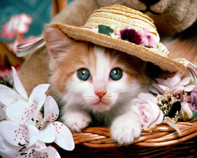 Kitten hat basket flowers teddy #4 free wallpaper - medium preview image