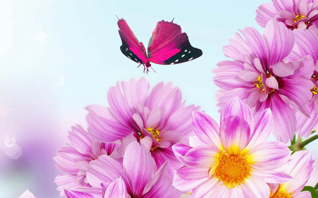 Butterfly pink flowers blue background free wallpaper - medium preview image