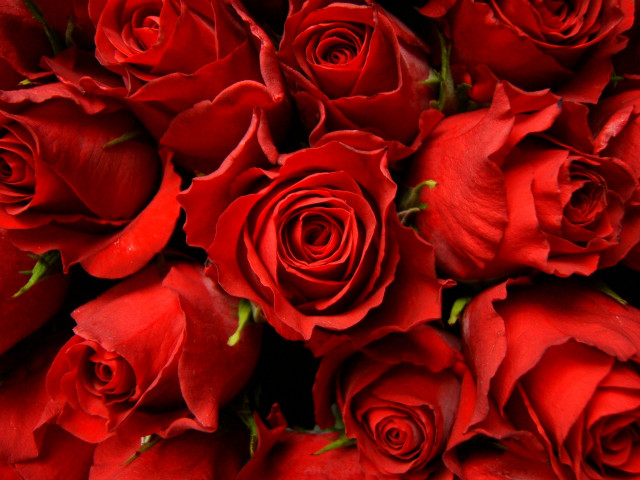 Red roses bouquet arrangement flower free wallpaper - medium preview image