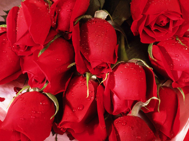 Red roses water droplets bunch free wallpaper - medium preview image