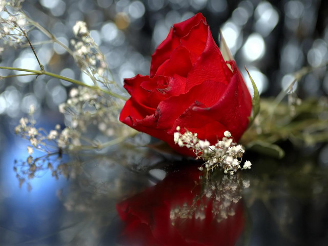 Red rose table bunch flowers free wallpaper - medium preview image