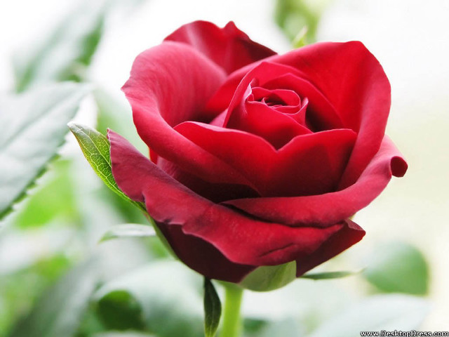 Red rose green leaves blurry #2 free wallpaper - medium preview image