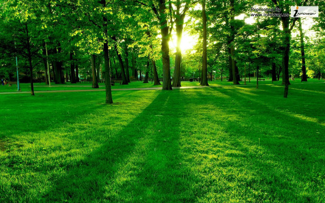 Grassy field trees swing sunshine #2 free wallpaper - medium preview image