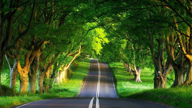 Road trees grass nature scenery #2 free wallpaper - medium preview image