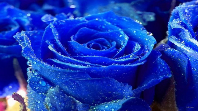 Blue roses water droplets macro free wallpaper - medium preview image