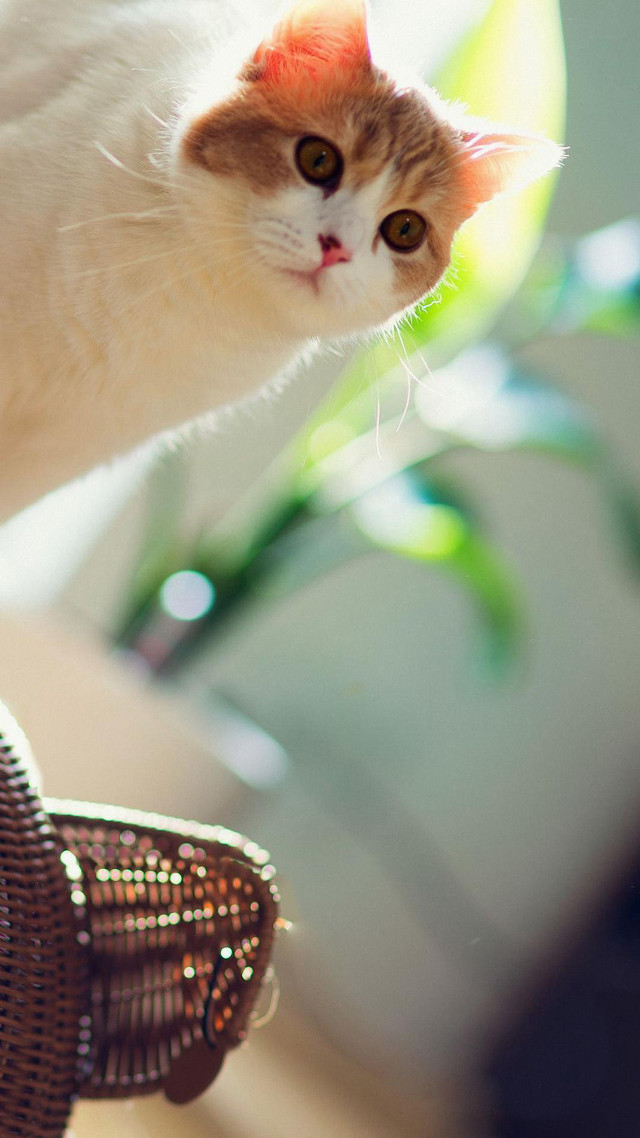 Cat chair looking camera basket free wallpaper - medium preview image