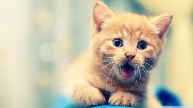 Surprised kitten paws blue surface #2 free wallpaper - medium preview image