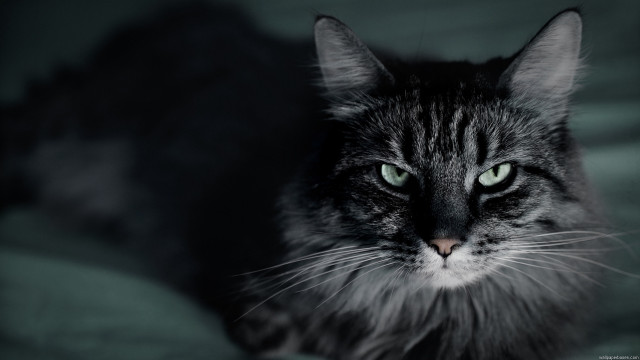 Cat green eyes serious bed free wallpaper - medium preview image