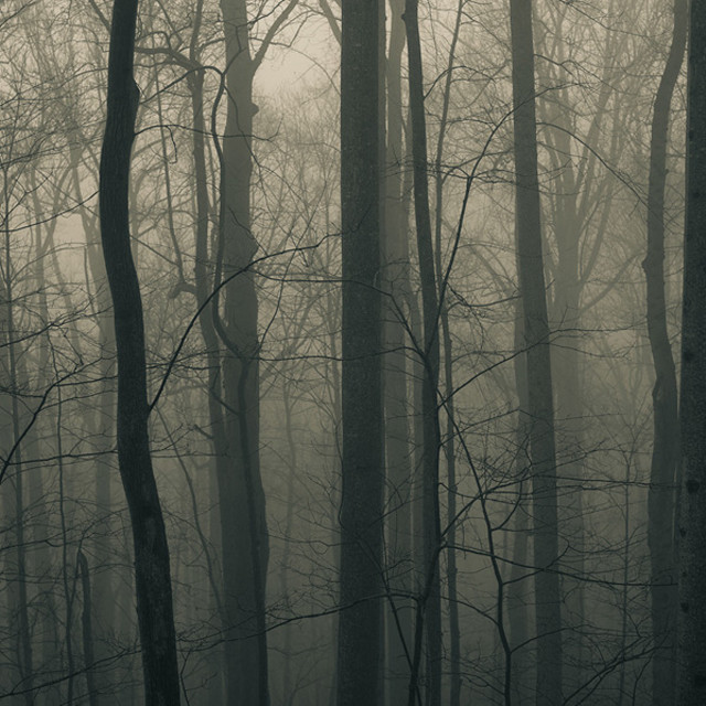 Foggy forest bare trees moon free wallpaper - medium preview image