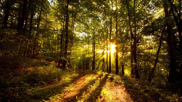 Sunlit path woods trees leaves free wallpaper - medium preview image