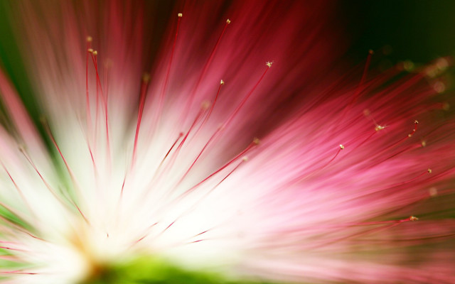 Flower closeup blurry background macro free wallpaper - medium preview image