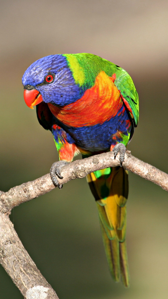 Colorful bird branch tree camera free wallpaper - medium preview image