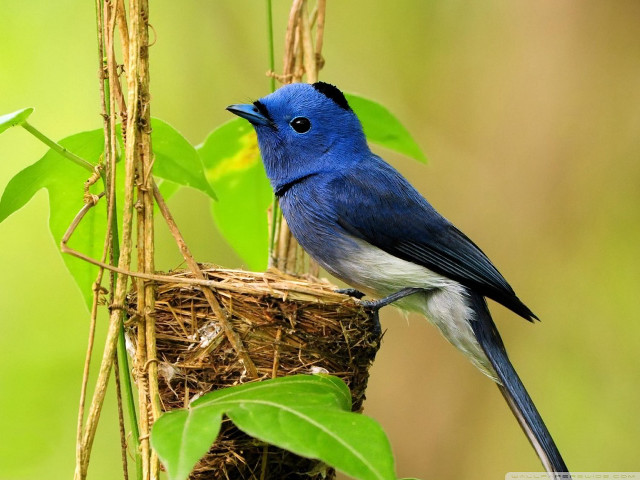 Blue bird nest green leaves free wallpaper - medium preview image