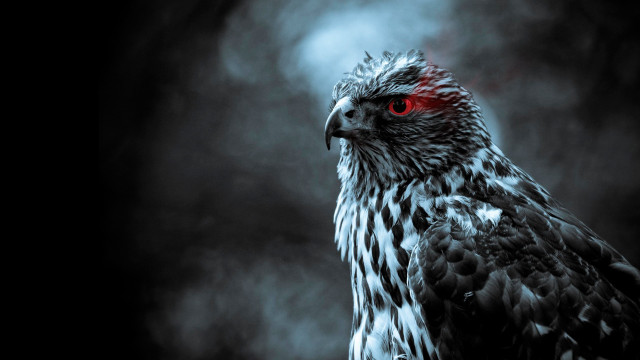 Bird red eyes dark smoky free wallpaper - medium preview image