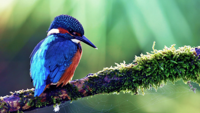 Colorful bird perched branch moss #2 free wallpaper - medium preview image