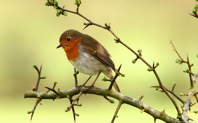 Small bird perched branch ecological free wallpaper - medium preview image