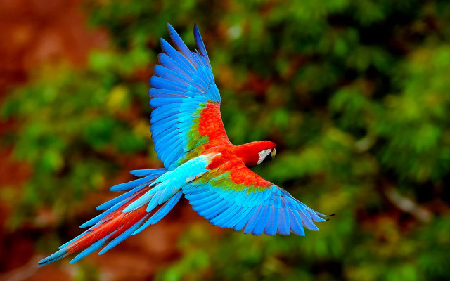 Colorful bird flying through air free wallpaper - medium preview image